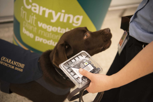 Quarantine dog detecting fruit at airport
