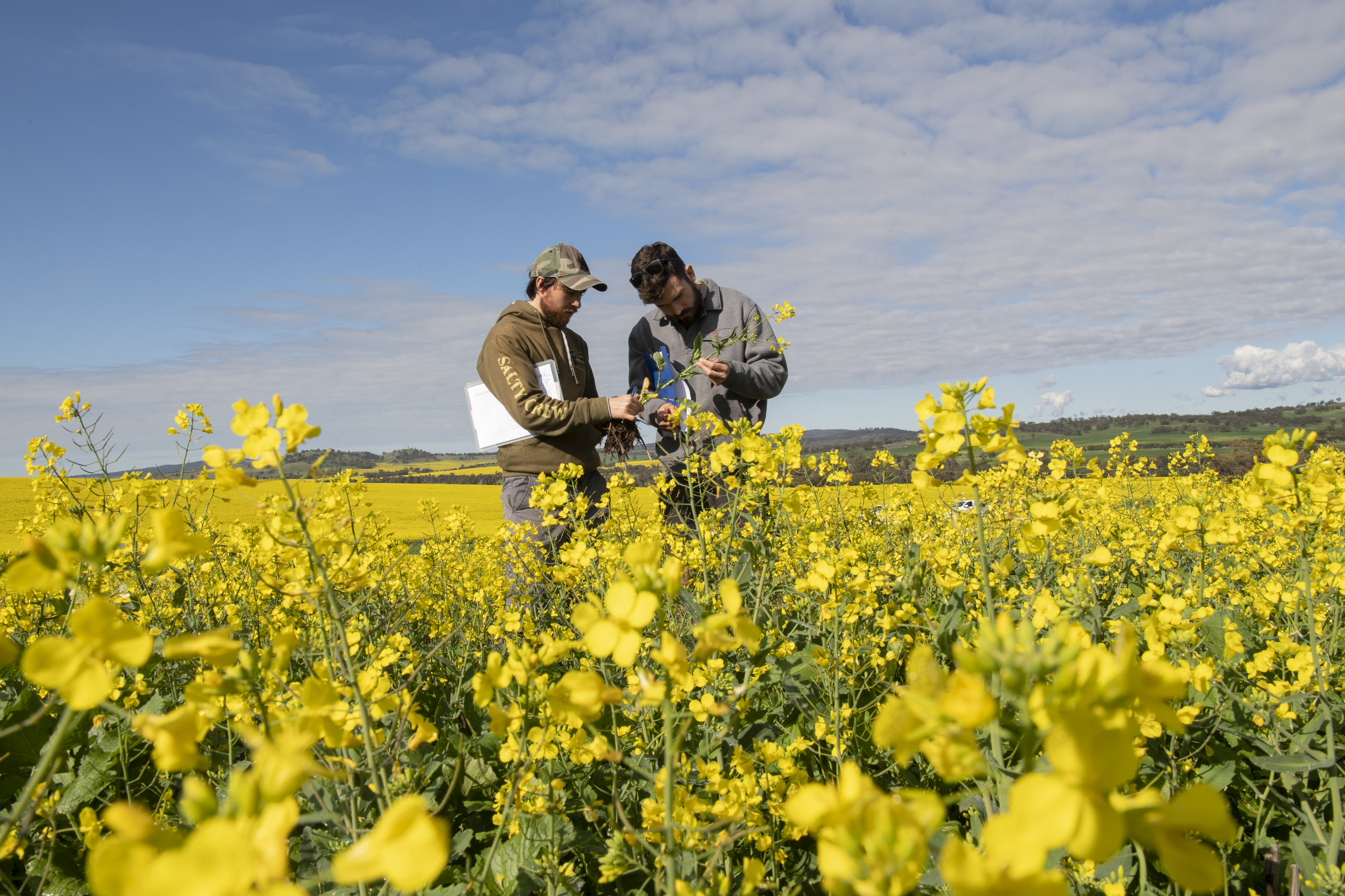 Two men stand amongst a canola crop, looking closely at a flowering plant.