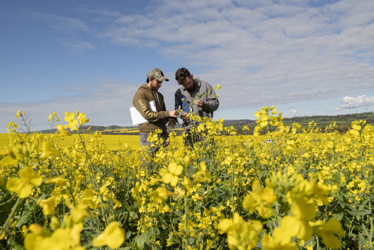 Two people standing amongst a canola crop, looking closely at a flowering plant