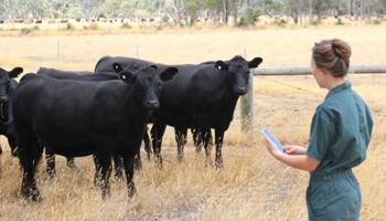 Vet in field with cows