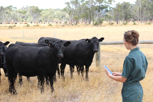 Vet in field with cows