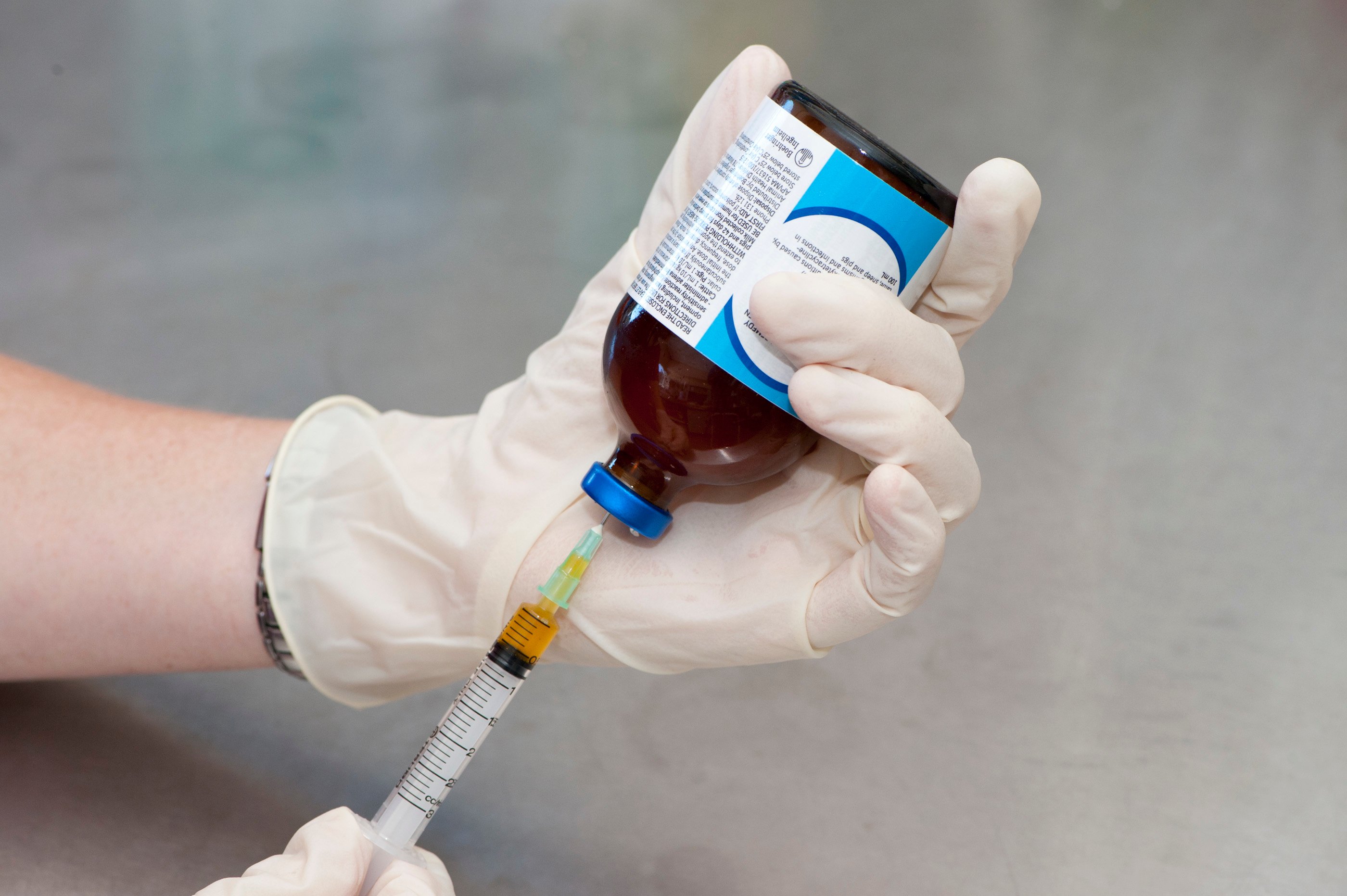 Drawing medicine into a syringe from a veterinary chemical bottle