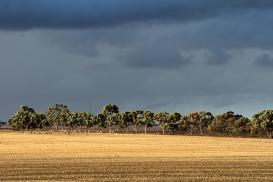 paddock with sheep and grey clouds in background