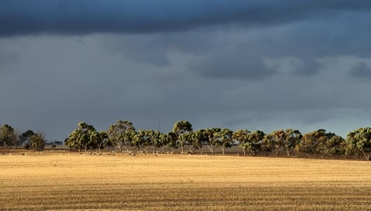 paddock with sheep and grey clouds in background
