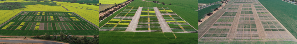 The 3 trial sites representing different production environments – from left to right medium rainfall, north site; medium rainfall, south site and low rainfall site
