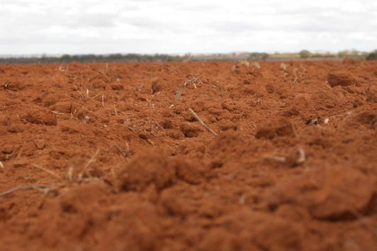 Cultivated paddock close up with inadequate vegetative cover