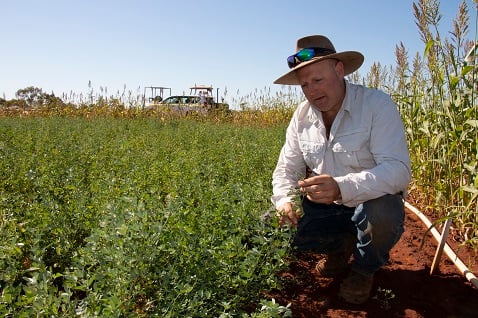 Research scientist examining lucrene plant in crop field