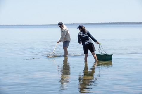 Two fisheries education staff crabbing in the Peel-Harvey Estuary