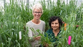Two researchers posing with wheat in indoor lab