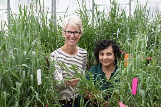 Two researchers posing with wheat in indoor lab