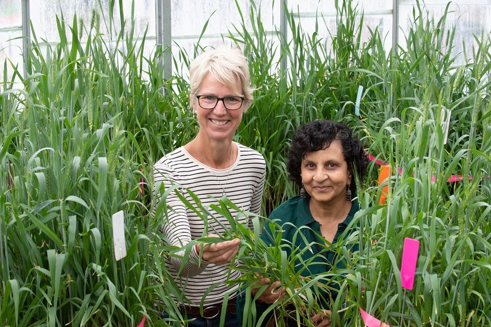 Two researchers posing with wheat in indoor lab