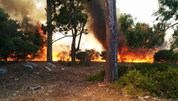 Bush fire