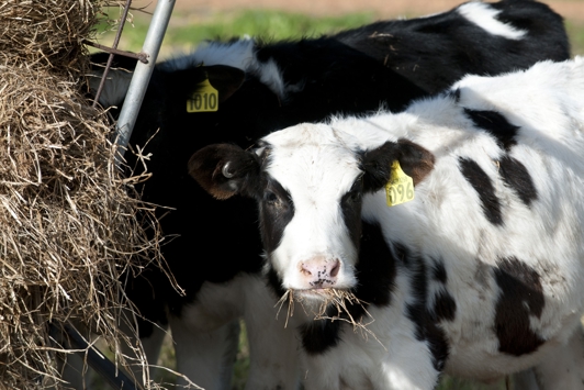 Calves grazing on hay in green field