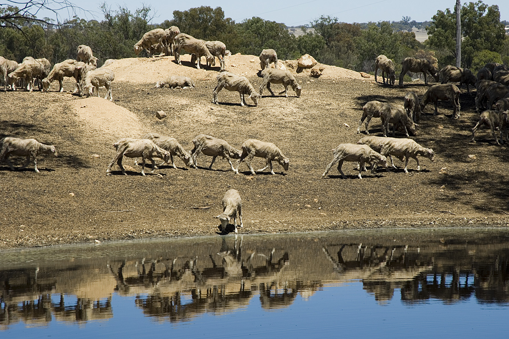 Sheep drinking at a farm dam