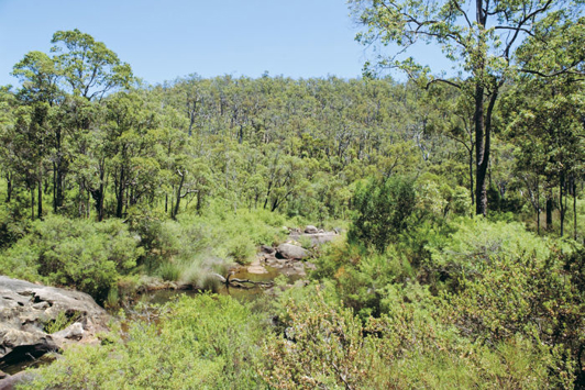 River running through undisturbed native vegetation