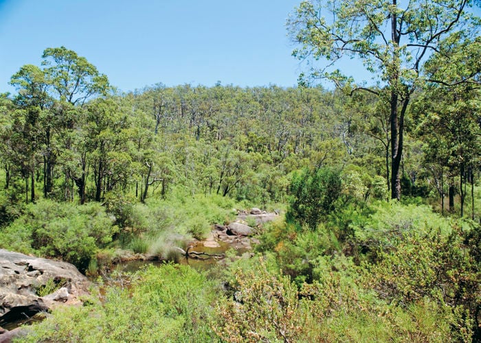 River running through undisturbed native vegetation