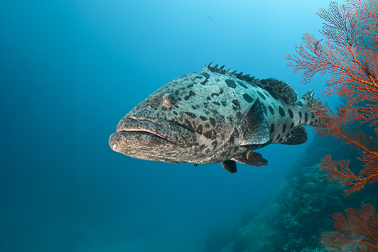 Potato cod swimming by reef