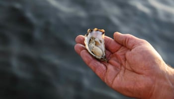 Hand holding an Albany rock oyster