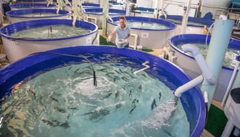Aquaculture hatchery tanks