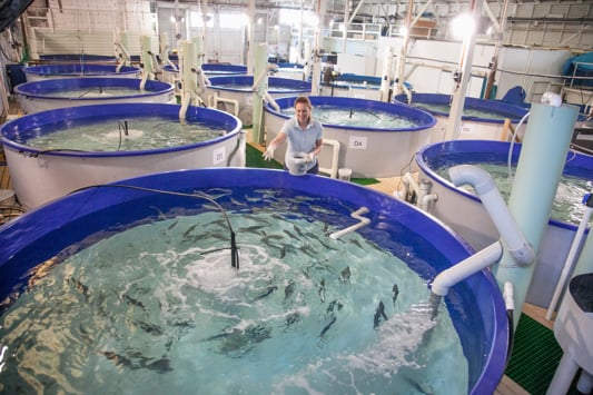 Aquaculture hatchery tanks