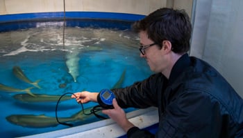 Person checking on fish in aquaculture hatchery tank