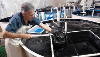 Person grading barramundi in hatchery tank