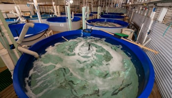Fish hatchery tanks