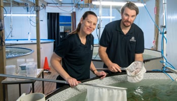 DPIRD aquaculture technical officers working on Sustainable Aquatic Ecosystems hatchery tanks