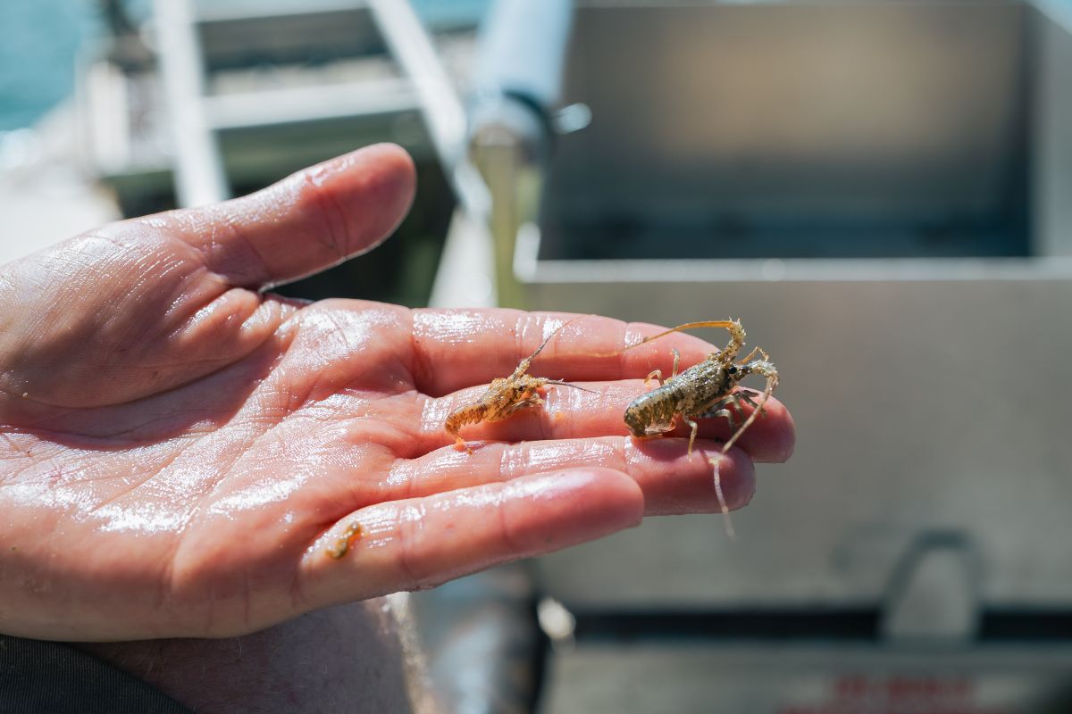 Baby rock lobster