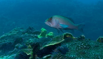 Breaksea cod underwater with a coral reef in the foreground