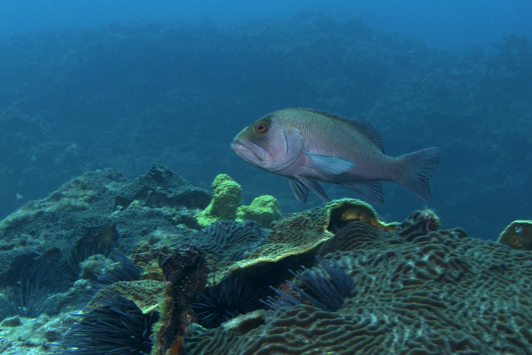 Breaksea cod underwater with a coral reef in the foreground