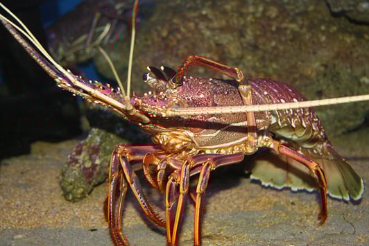 Underwater image of Western Rock Lobster