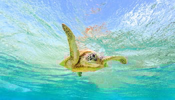 Green turtle swimming under water