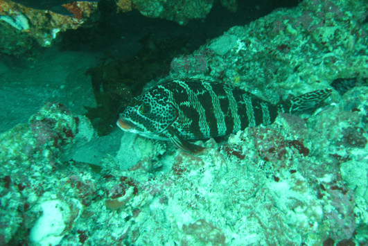 Underwater image of fish in marmion marine park