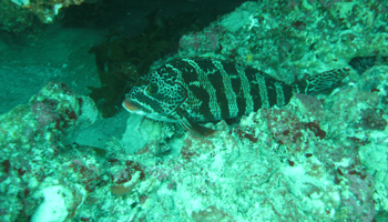 Underwater image of fish in Marmion Marine Park