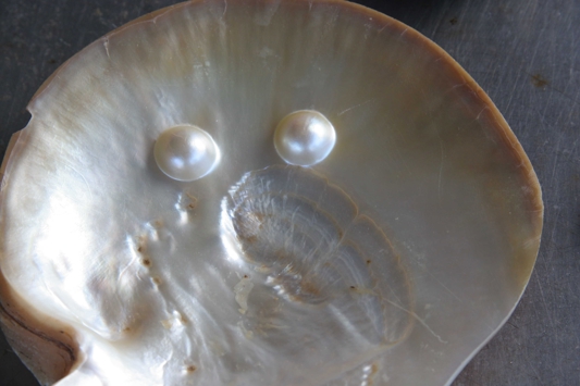 Pearl oyster