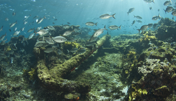 Underwater image of fish swimming around the Batavia shipwreck off the Houtman Abrolhos Islands