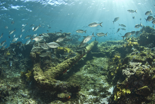 Underwater image of fish swimming around the Batavia shipwreck off the Houtman Abrolhos Islands