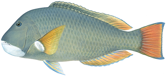 Image of Baldchin groper fish