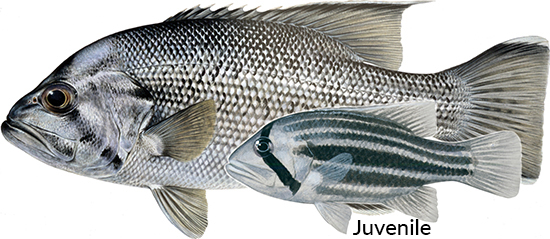 Image of West Australian dhufish