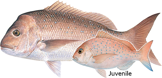 Image of Pink Snapper fish