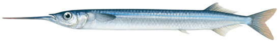 Southern garfish