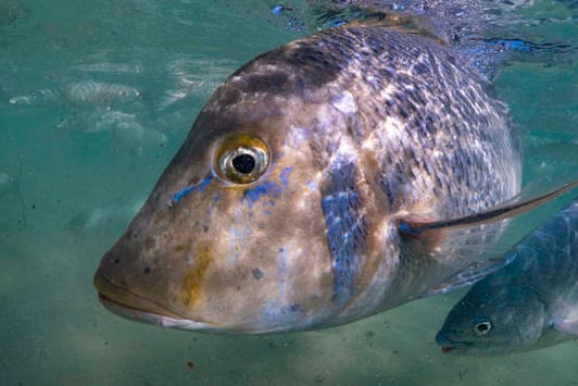 Spangled emperor underwater