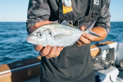 Silver trevally