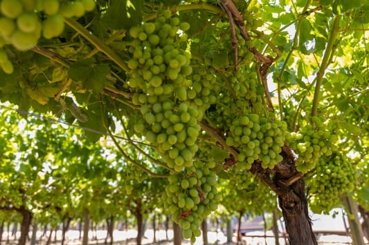 Grapevines with full bunches of green grapes