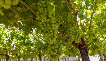 grapevines