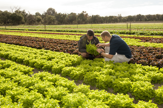 Inspecting lettuce crop
