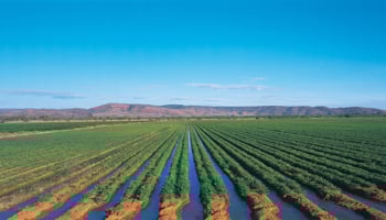 Watering chickpeas with Ord River irrigation
