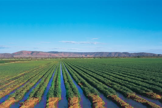 Watering chickpeas with Ord River irrigation