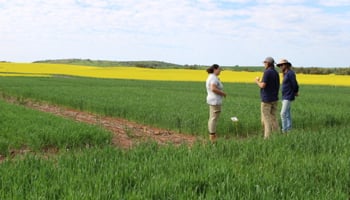 Scientists standing in a grains field trial